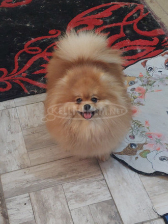 Pomerániai kennel eladó