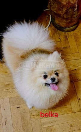 Pomerániai kennel eladó