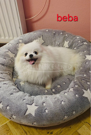 Pomerániai kennel eladó