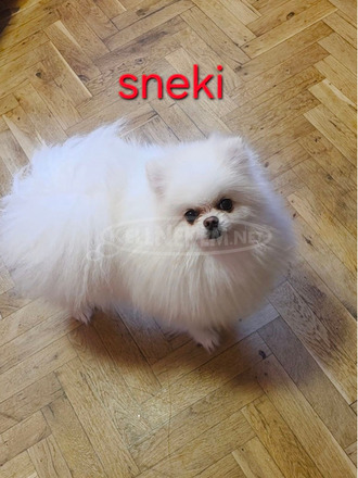 Pomerániai kennel eladó