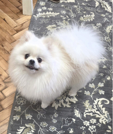 Pomerániai kennel eladó