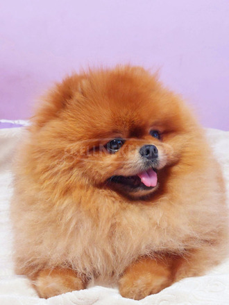 Pomerániai kennel eladó