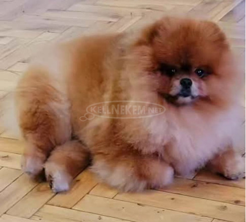 Pomerániai kennel eladó