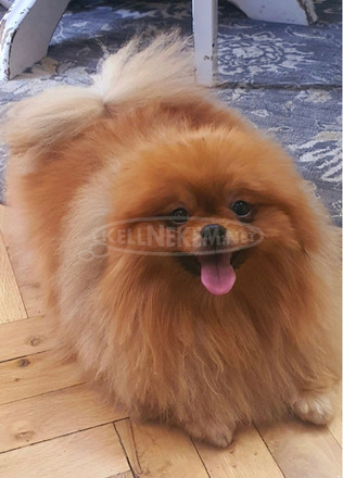 Pomerániai kennel eladó