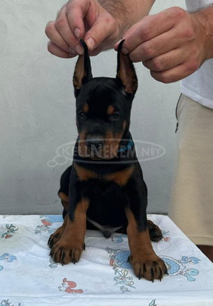 Dobermann – Eladó kölykök