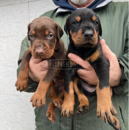 Dobermann – Eladó kölykök