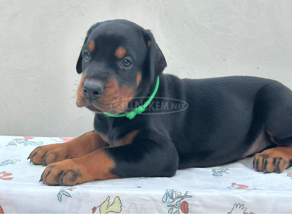 Dobermann – Eladó kölykök
