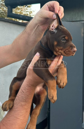 Dobermann – Eladó kölykök