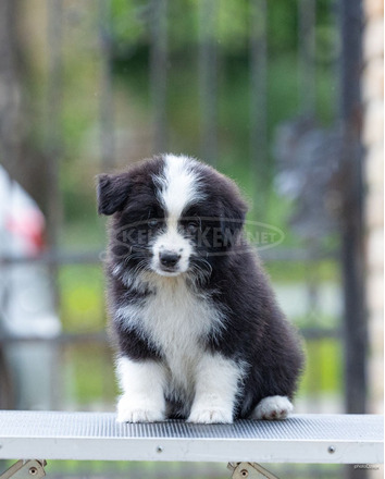 Border Collie – Gyönyörű kölykök