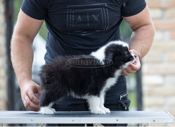 Border Collie – Gyönyörű kölykök
