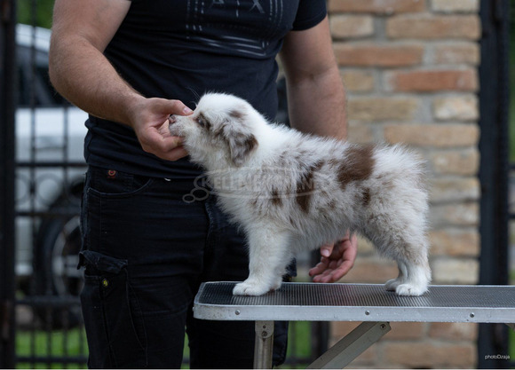 Border Collie – Gyönyörű kölykök