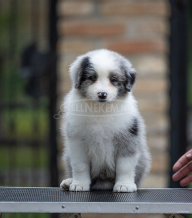 Border Collie – Gyönyörű kölykök