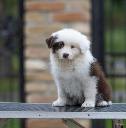 Border Collie – Gyönyörű kölykök