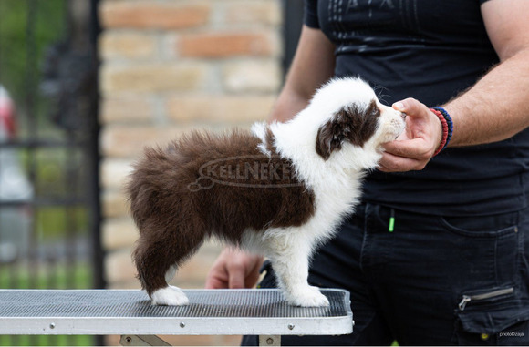 Border Collie – Gyönyörű kölykök