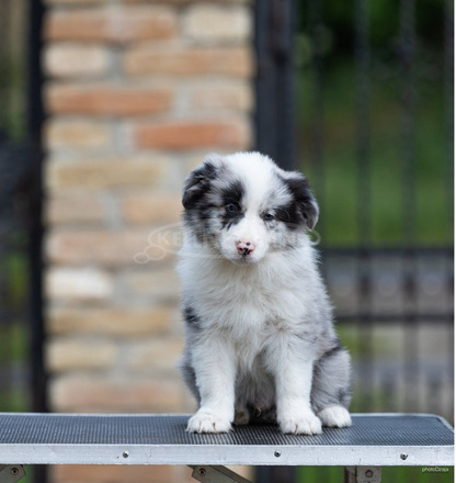 Border Collie – Gyönyörű kölykök