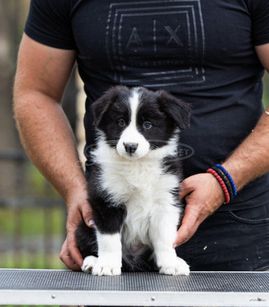 Border Collie – Gyönyörű kölykök