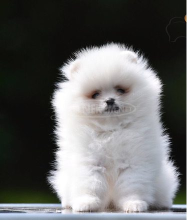 Pomerániai Boo – gyönyörű kölykök