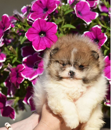 Pomerániai Boo – gyönyörű kölykök