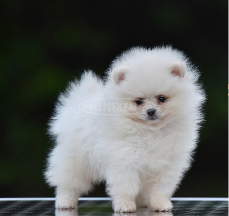 Pomerániai Boo – gyönyörű kölykök