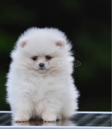 Pomerániai Boo – gyönyörű kölykök