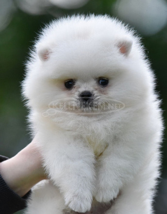 Pomerániai Boo – gyönyörű kölykök