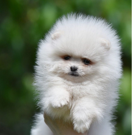 Pomerániai Boo – gyönyörű kölykök