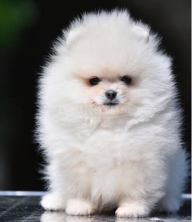 Pomerániai Boo – gyönyörű kölykök
