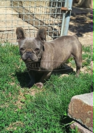 Felnőtt, kék (Blue) színű Francia bulldog nőstény