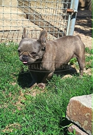 Felnőtt, kék (Blue) színű Francia bulldog nőstény