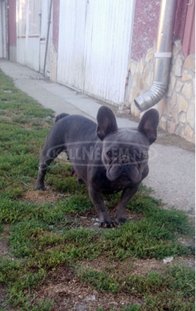 Felnőtt, kék (Blue) színű Francia bulldog nőstény