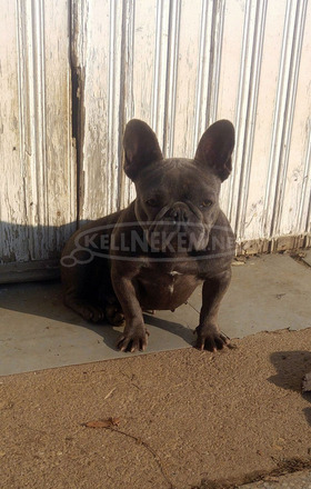 Felnőtt, kék (Blue) színű Francia bulldog nőstény