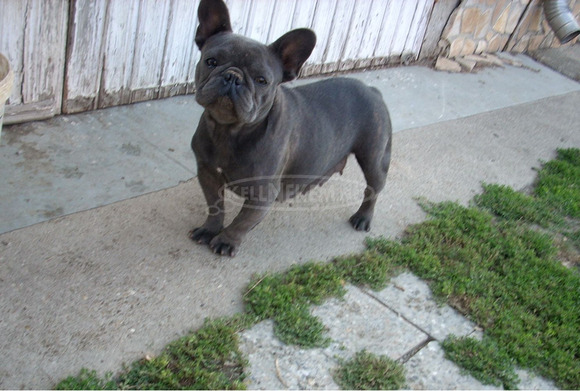 Felnőtt, kék (Blue) színű Francia bulldog nőstény