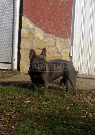 Felnőtt, kék (Blue) színű Francia bulldog nőstény