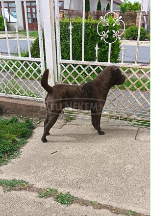 Fiatal Shar-pei szuka