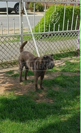 Fiatal Shar-pei szuka