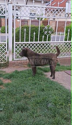 Fiatal Shar-pei szuka