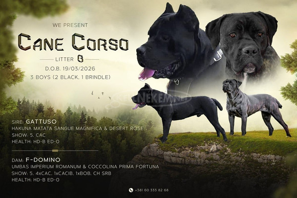 Cane Corso gyönyörű kölykök