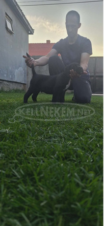 Cane Corso gyönyörű kölykök