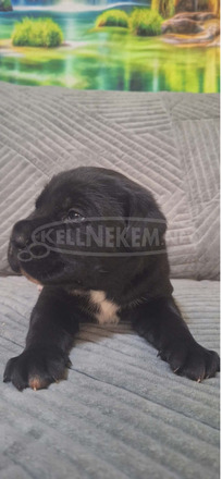 Cane Corso gyönyörű kölykök
