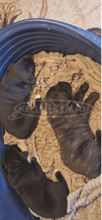 Cane Corso gyönyörű kölykök