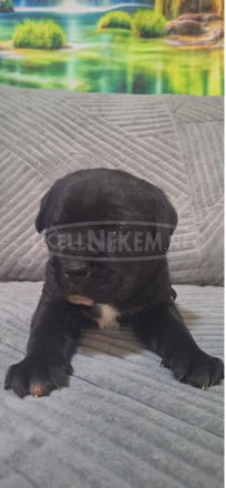 Cane Corso gyönyörű kölykök