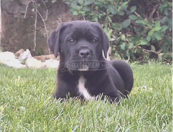 Cane Corso gyönyörű kölykök