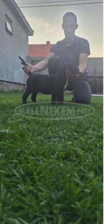 Cane Corso gyönyörű kölykök