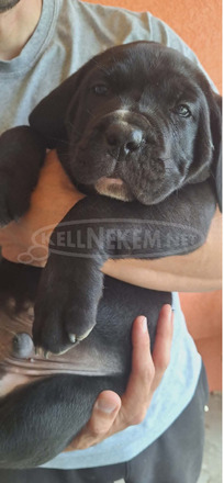 Cane Corso gyönyörű kölykök