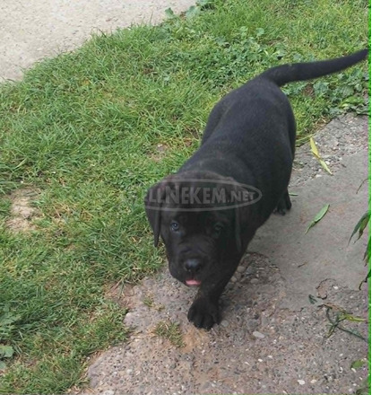Cane Corso gyönyörű kölykök
