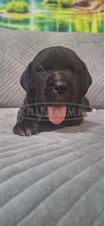 Cane Corso gyönyörű kölykök