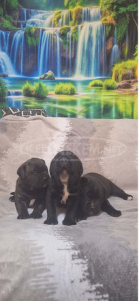 Cane Corso gyönyörű kölykök