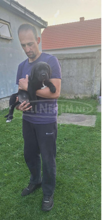 Cane Corso gyönyörű kölykök