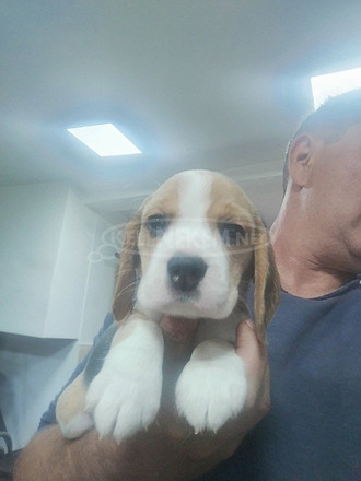 Beagle – Gyönyörű kölykök