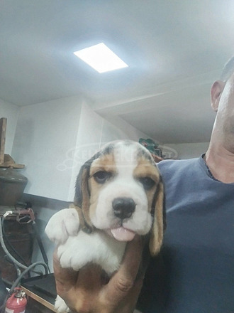 Beagle – Gyönyörű kölykök